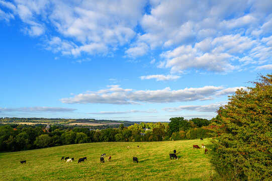 View over countryside near Westerham in Kent, UK. Cows are grazing in the foreground. Westerham and the North Downs hills are in the distance.