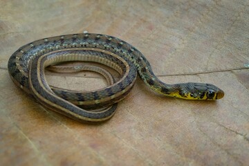 Full body image of juvenile Striped Keelback⁣ snake