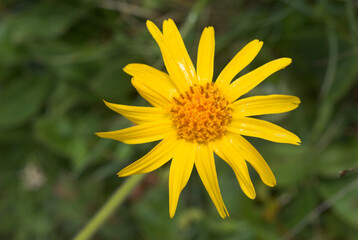 Arnica de montagne, Arnica montana