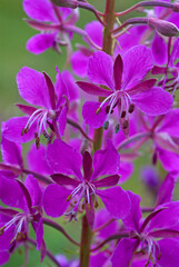Fototapeta premium Epilobe en épi, Epilobium angustifolium