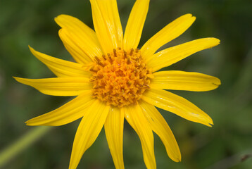 Arnica de montagne, Arnica montana