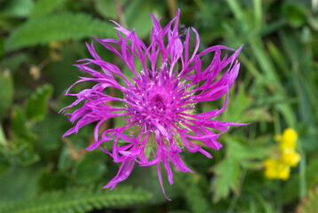 Centaurée, Centaurea montana