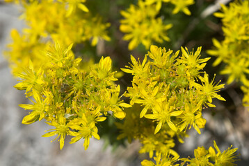 Orpin réfléchi, Sedum reflexum