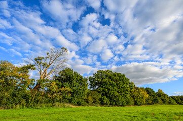Fototapeta na wymiar Countryside near Westerham in Kent, UK. A grassy field with trees set against a blue sky with white fluffy clouds.
