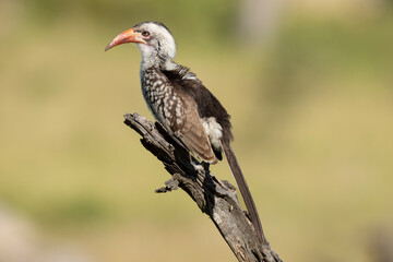 Calao leucomèle,.Tockus leucomelas, Southern Yellow billed Hornbill
