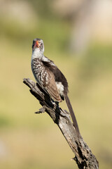 Calao leucomèle,.Tockus leucomelas, Southern Yellow billed Hornbill