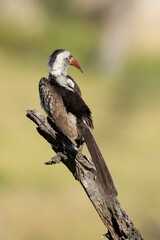 Calao leucomèle,.Tockus leucomelas, Southern Yellow billed Hornbill
