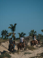 Horse on the beach, Todo Santos, Baja California, Mexico