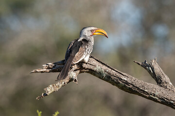 Fototapeta premium Calao leucomèle,.Tockus leucomelas, Southern Yellow billed Hornbill
