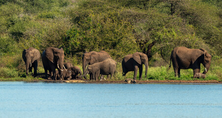 Eléphant d'Afrique, Loxodonta africana, Parc national Kruger, Afrique du Sud