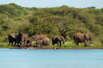 Obraz premium Eléphant d'Afrique, Loxodonta africana, Parc national Kruger, Afrique du Sud