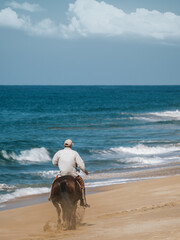 Horse on the beach, Todo Santos, Baja California, Mexico