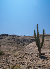 Cactus in San Juan de la Costa, Baja California, Mexico