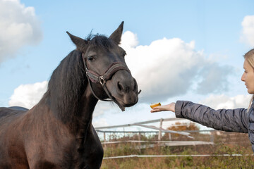 Bay horse with bridle reaches out to take apple from the girl's hand
