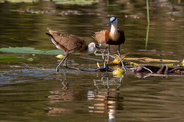Jacana à poitrine dorée,.Actophilornis africanus, African Jacana, Parc national Kruger, Afrique du Sud