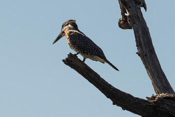 Martin pêcheur géant,.Megaceryle maxima, Giant Kingfisher