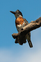 Martin pêcheur géant,.Megaceryle maxima, Giant Kingfisher