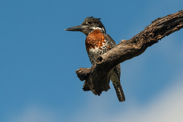 Martin pêcheur géant,.Megaceryle maxima, Giant Kingfisher