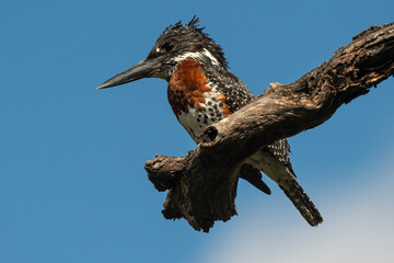 Martin pêcheur géant,.Megaceryle maxima, Giant Kingfisher
