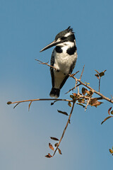 Martin pêcheur pie,.Ceryle rudis, Pied Kingfisher