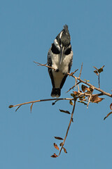 Martin pêcheur pie,.Ceryle rudis, Pied Kingfisher