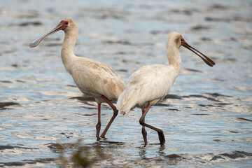 Spatule d'Afrique,.Platalea alba, African Spoonbill