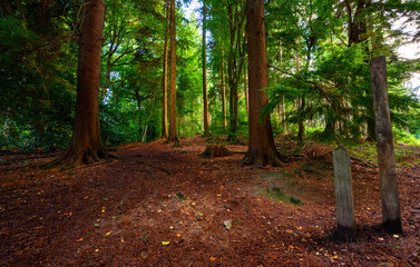 Woods near Westerham in Kent, UK. This woodland trail leads through the trees from Westerham to Hosey Hill. Countryside scene in early fall (autumn).