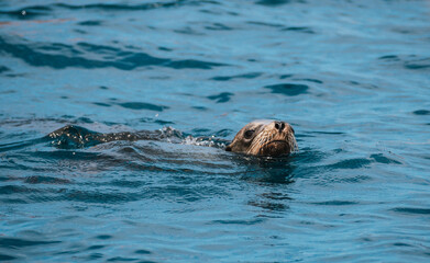 Fototapeta premium Sea swimming, Baja California, Mexico