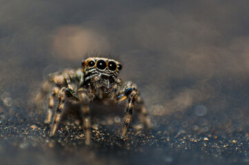 Wild African spider with four eyes