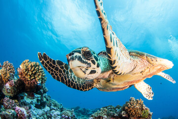 Plakat Hawksbill sea turtle