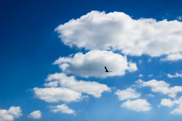 A seagull soaring in the sky with beautiful clouds