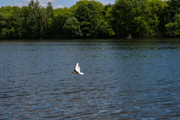 White seagull flying over the river