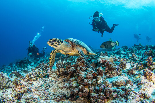 Hawksbill sea turtle