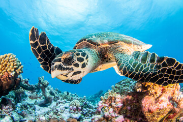 Obraz premium Hawksbill sea turtle