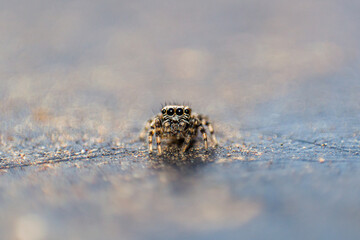 Wild African spider with four eyes