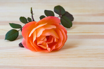 English rose Lady Emma Hamilton. Lively rose with orange color petals. Flower of orange rose on...