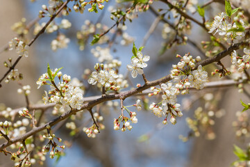 Wild cherry tree blossoms closeup