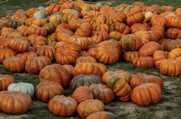 A lot of orange pumpkins are lying on the ground