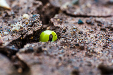 green plants growing in spring and summer