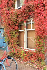 Fototapeta na wymiar Amsterdam Street View with Virginia Creeper in Autumn Colors on a House Facade and Red Bicycle, Netherlands