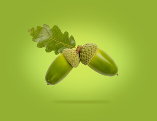 Branch with green acorns on a gradient background