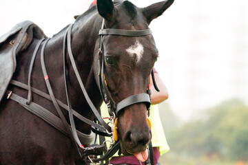 beautiful polo horse