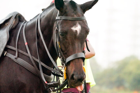 Beautiful Polo Horse