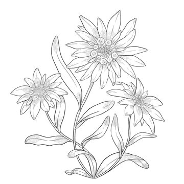 Edelweiss flowers outline illustration.