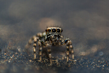 Wild African spider with four eyes