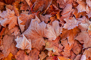 a lot of fallen maple leaves are covered with frost.Natural background
