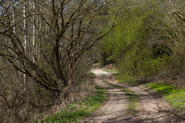A path in a green forest. Forest path view. Path in forest. Green forest path landscape