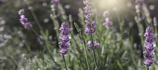 Lavender flowers. evening light. Blurry background. Selective focus