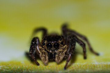 Wild African spider with four eyes