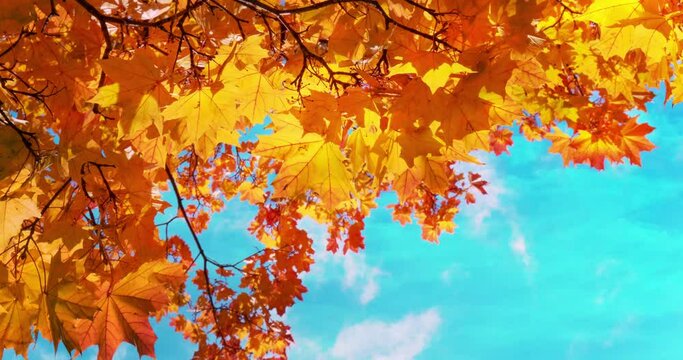 Autumn colorful sunlit leaves on bright blue sky with fast moving fluffy clouds. Overlay effect. 4K timelapse. Sunshine weather. Panoramic view with free space. Meditative nature Trendy concept design